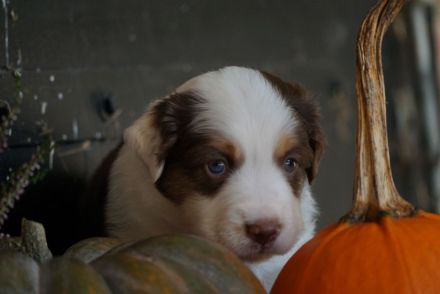 Liebevolle Mini Australian Shepherd Rüden suchen ein neues Zuhause!