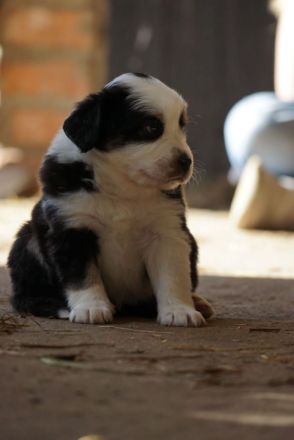 Liebevolle Mini Australian Shepherd Rüden suchen ein neues Zuhause!