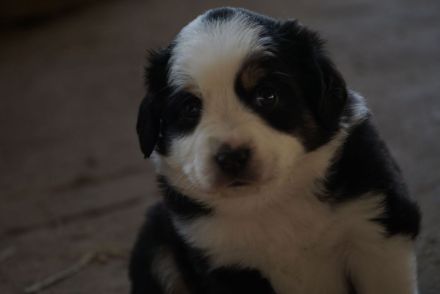 Liebevolle Mini Australian Shepherd Rüden suchen ein neues Zuhause!