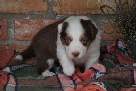 Liebevolle Mini Australian Shepherd Rüden suchen ein neues Zuhause!