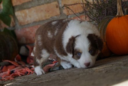Liebevolle Mini Australian Shepherd Rüden suchen ein neues Zuhause!