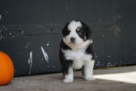 Liebevolle Mini Australian Shepherd Rüden suchen ein neues Zuhause!