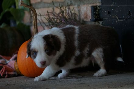 Liebevolle Mini Australian Shepherd Rüden suchen ein neues Zuhause!