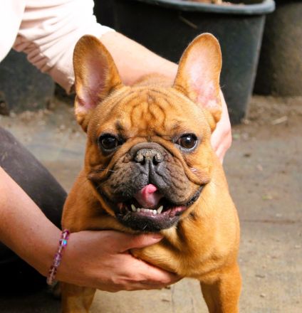 Französischer Bulldogge zu verkaufen