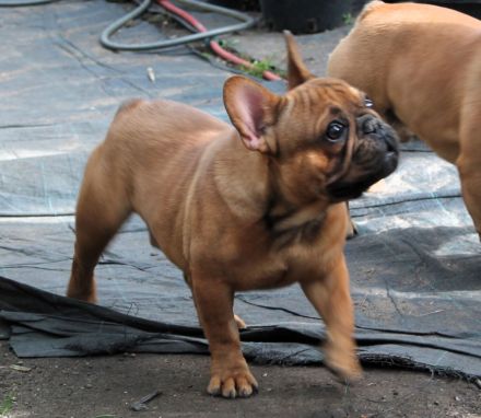 Französischer Bulldogge zu verkaufen