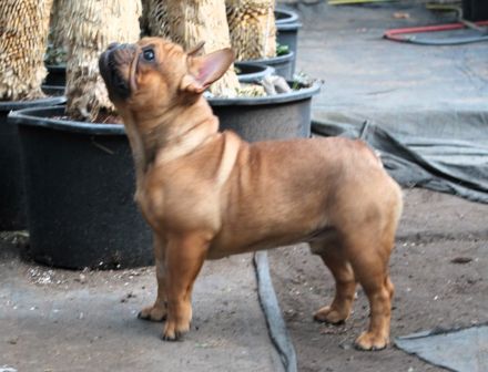 Französischer Bulldogge zu verkaufen