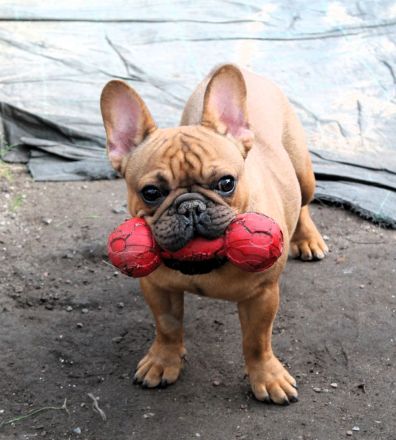 Französischer Bulldogge zu verkaufen