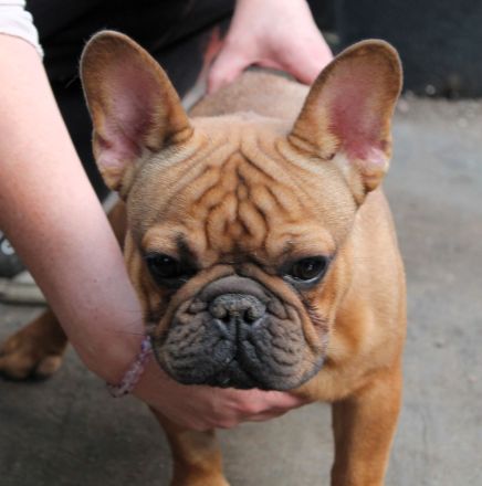 Französischer Bulldogge zu verkaufen