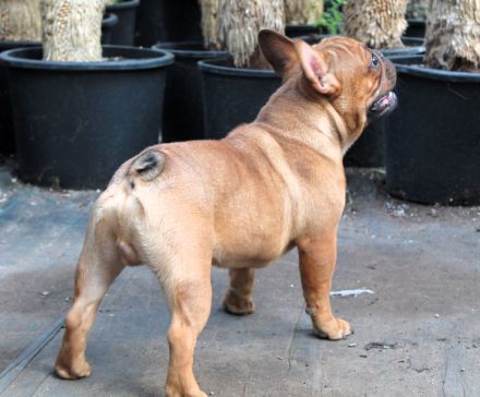 Französischer Bulldogge zu verkaufen