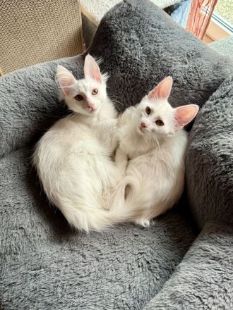 Elbfeen Türkisch Angora