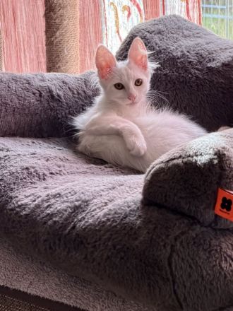 Elbfeen Türkisch Angora