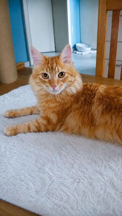 Elbfeen Türkisch Angora