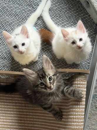 Elbfeen Türkisch Angora