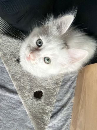 Elbfeen Türkisch Angora