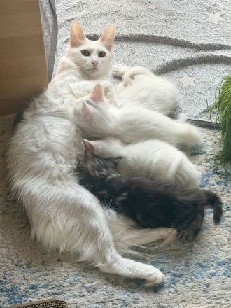 Elbfeen Türkisch Angora