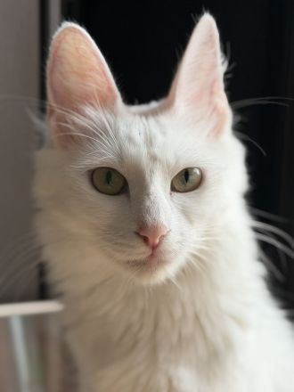 Elbfeen Türkisch Angora
