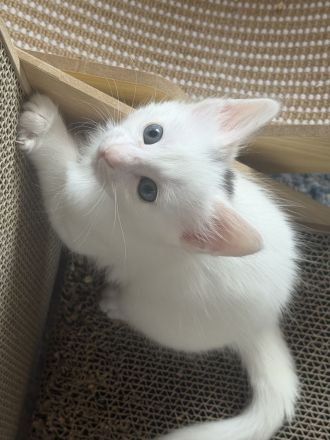 Elbfeen Türkisch Angora