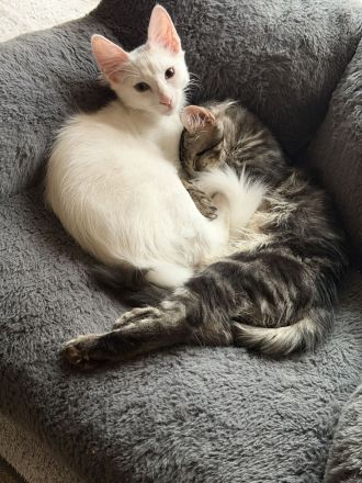 Elbfeen Türkisch Angora
