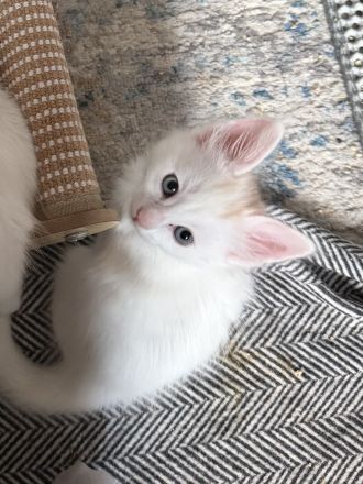 Elbfeen Türkisch Angora