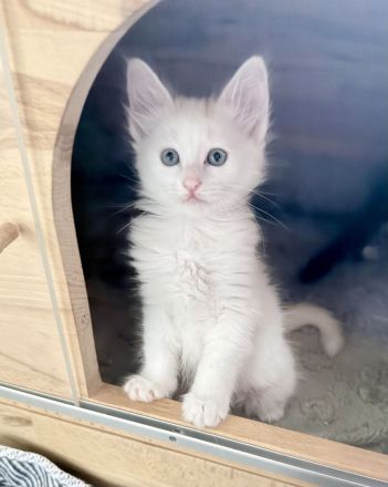 Elbfeen Türkisch Angora