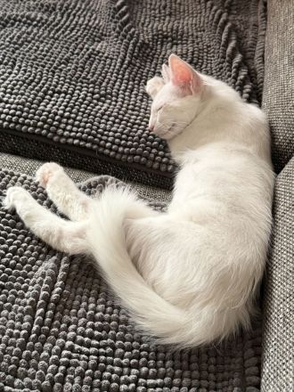 Elbfeen Türkisch Angora