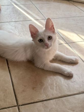 Elbfeen Türkisch Angora