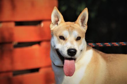 Yaro - sucht eine aktive sportliche Familie