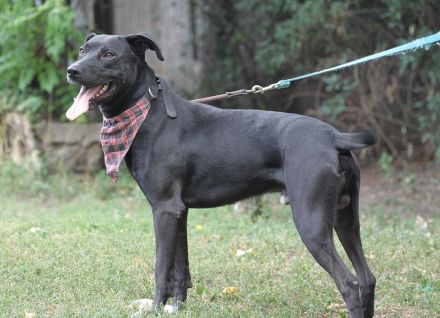 Laszlo - sucht außerhalb von Deutschland ein Zuhause