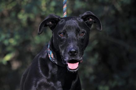 Laszlo - sucht außerhalb von Deutschland ein Zuhause