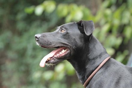 Laszlo - sucht außerhalb von Deutschland ein Zuhause