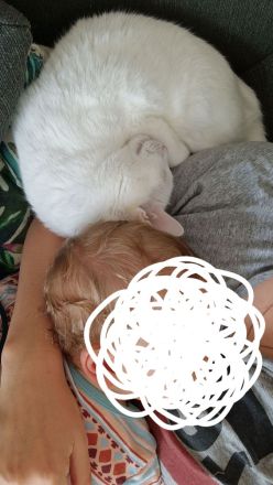 2 liebevolle Kater suchen neues zu Hause