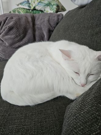 2 liebevolle Kater suchen neues zu Hause