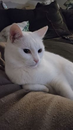 2 liebevolle Kater suchen neues zu Hause