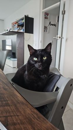 2 liebevolle Kater suchen neues zu Hause