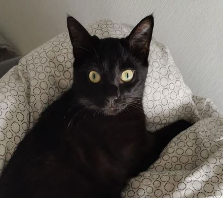 2 liebevolle Kater suchen neues zu Hause