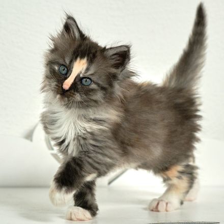 Türkisch Angora von Anisinalinie