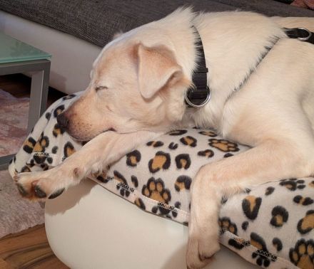 Sunny - möchte ein Familienhund werden - ist auf Pflegestelle 42799 Leichlingen / NRW
