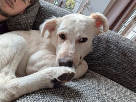 Sunny - möchte ein Familienhund werden - ist auf Pflegestelle 42799 Leichlingen / NRW