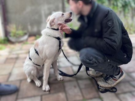 Sunny - möchte ein Familienhund werden - ist auf Pflegestelle 42799 Leichlingen / NRW