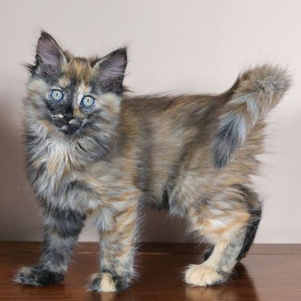 Türkisch Angora Mutter und Tochter