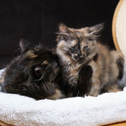 Türkisch Angora Mutter und Tochter