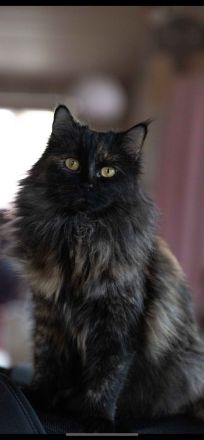 Türkisch Angora Mutter und Tochter