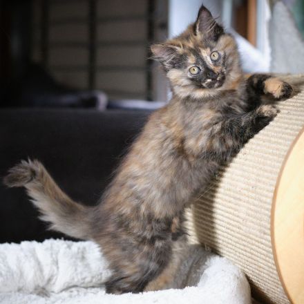 Türkisch Angora Mutter und Tochter