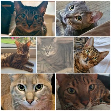 Unsere Katzen suchen ein neues Zuhause!