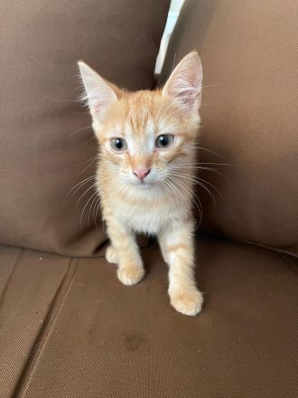 Sibirische Kitten Mischlinge suchen liebevolles Zuhause