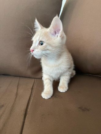 Sibirische Kitten Mischlinge suchen liebevolles Zuhause