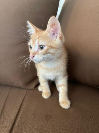 Sibirische Kitten Mischlinge suchen liebevolles Zuhause