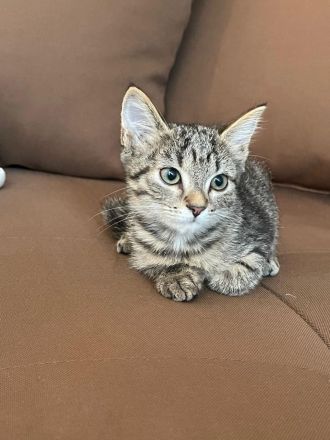 Sibirische Kitten Mischlinge suchen liebevolles Zuhause