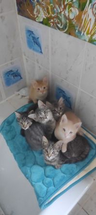 Sibirische Kitten Mischlinge suchen liebevolles Zuhause