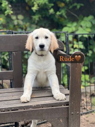 Britische & Amerikanische Seltene Golden Retriever suchen ein liebesvolles Zuhause